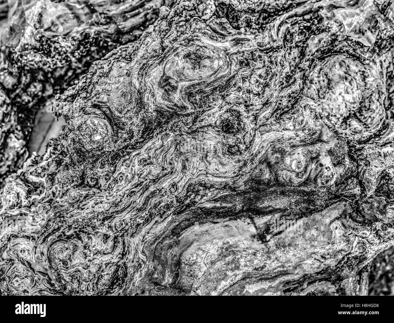 Fäulnis Log im Wald im Frühherbst zeigen Verfall Stockfoto