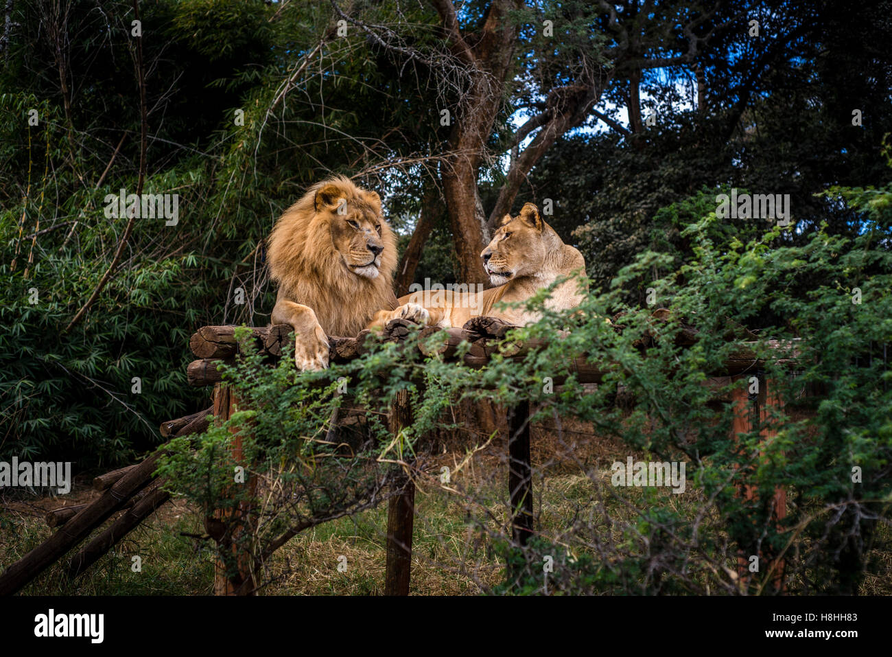 Löwen vom Munda Wanga environmental Park in der Nähe von Lusaka, Sambia. Der Park steht für alle Tierarten, die wilden Natur der Sambia bewohnen Stockfoto