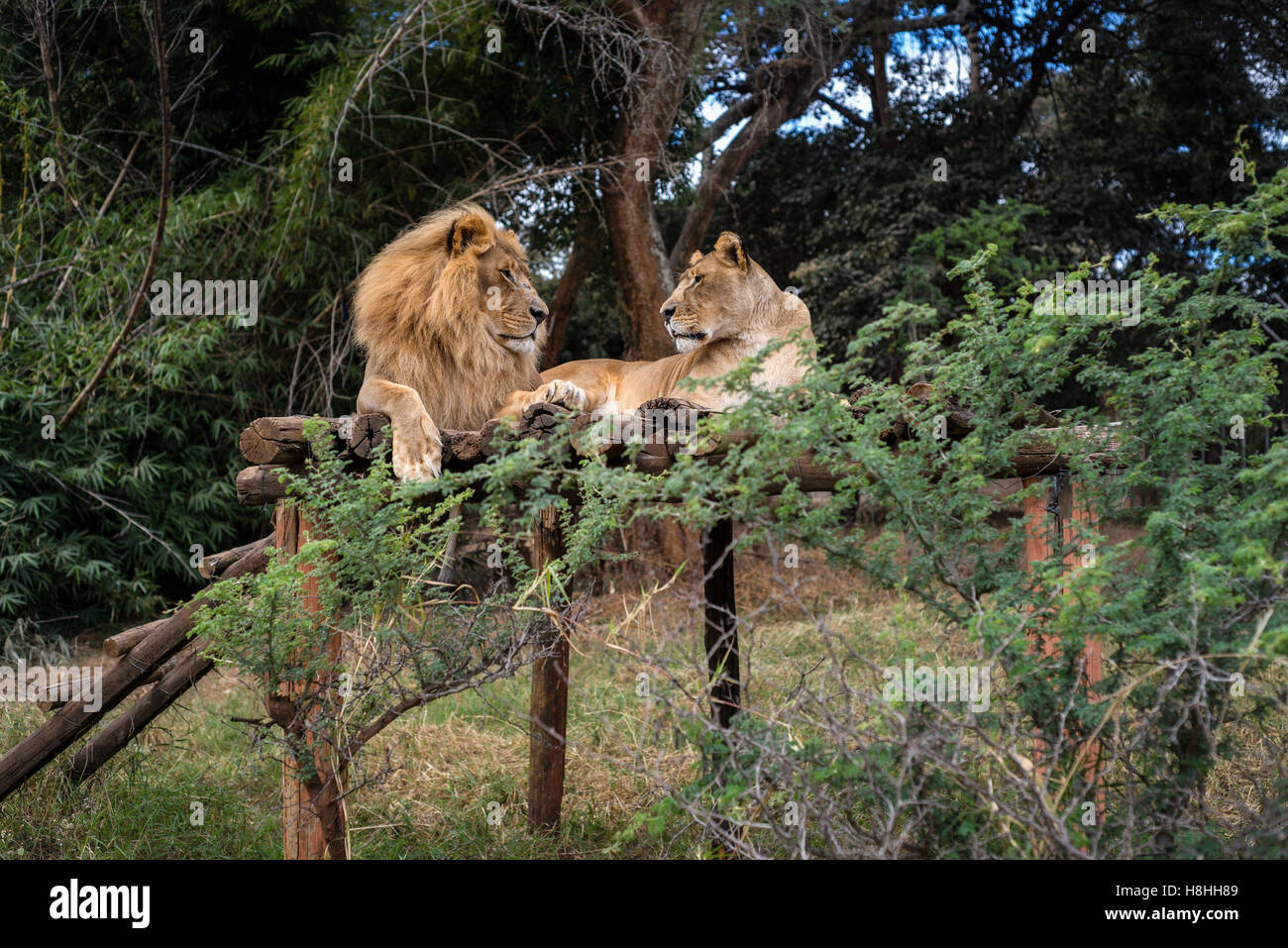 Löwen vom Munda Wanga environmental Park in der Nähe von Lusaka, Sambia. Der Park steht für alle Tierarten, die wilden Natur der Sambia bewohnen Stockfoto
