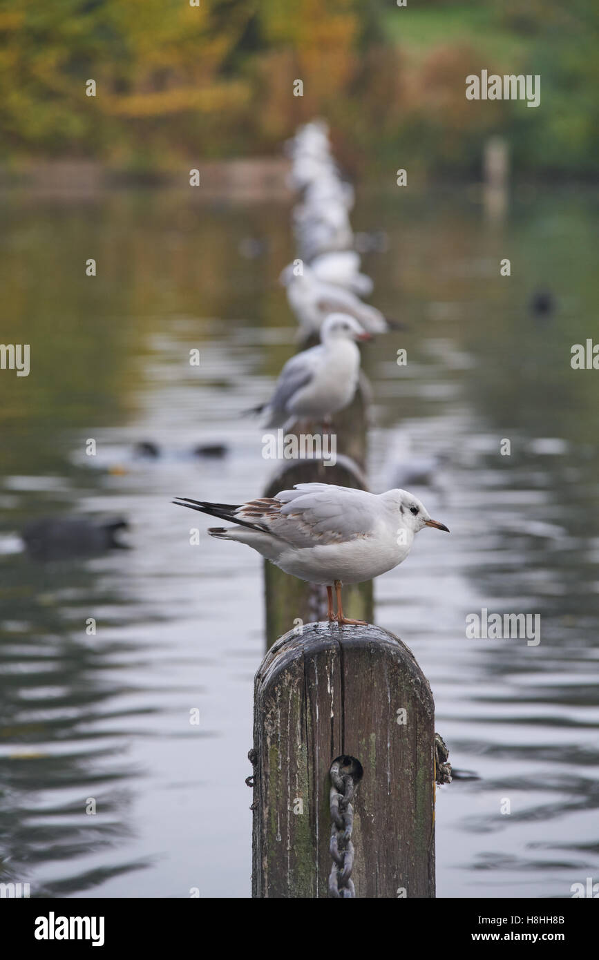 Möwe Möwen Stockfoto