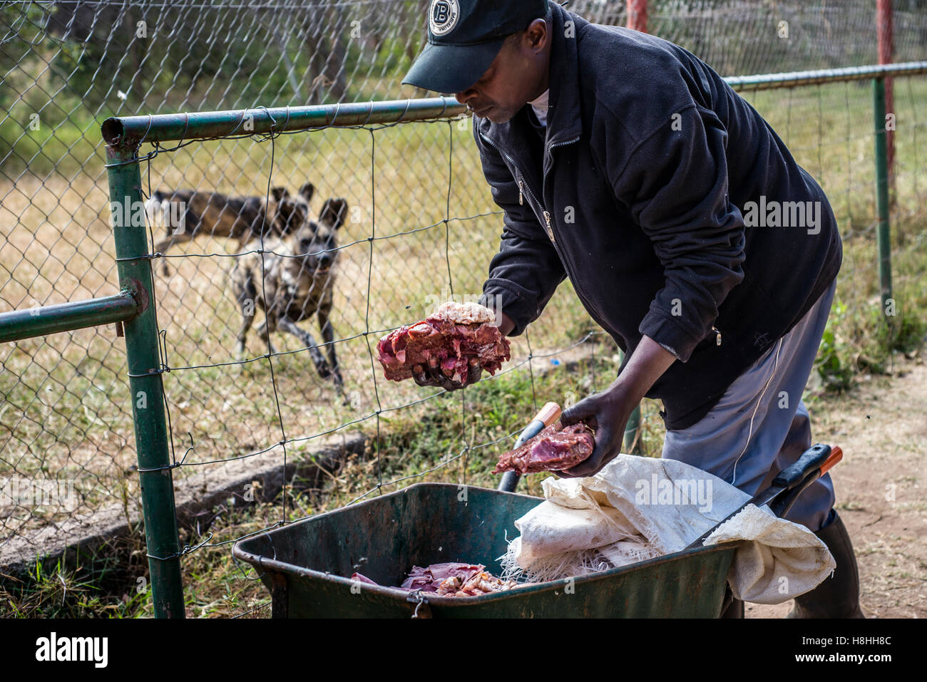 Ein Arbeiter des Munda Wanga ökologischen Parks füttert Afrikanische Wildhunde, Lusaka, Sambia. Der Park steht für alle Tierarten, die wilden Natur der Sambia bewohnen Stockfoto