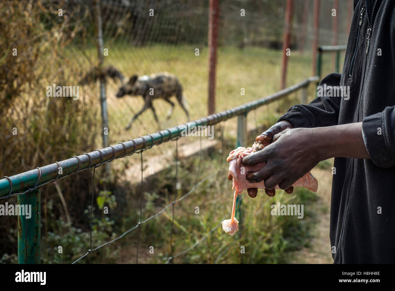 Ein Arbeiter des Munda Wanga ökologischen Parks füttert Afrikanische Wildhunde, Lusaka, Sambia. Der Park steht für alle Tierarten, die wilden Natur der Sambia bewohnen Stockfoto