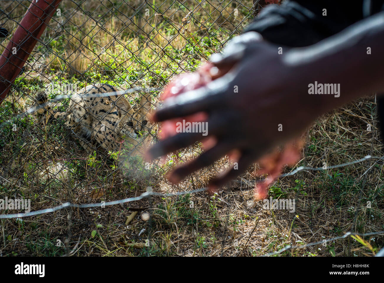 Ein Arbeiter des Munda Wanga ökologischen Parks füttert Serval Katze, Lusaka, Sambia. Der Park steht für alle Tierarten, die wilden Natur der Sambia bewohnen Stockfoto
