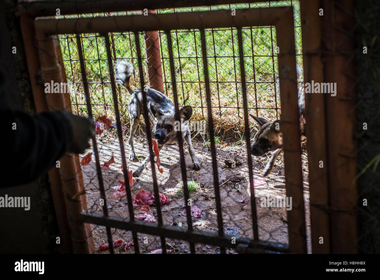 Ein Arbeiter des Munda Wanga ökologischen Parks füttert Afrikanische Wildhunde, Lusaka, Sambia. Der Park steht für alle Tierarten, die wilden Natur der Sambia bewohnen Stockfoto