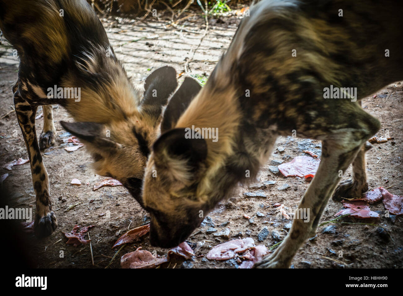Ein Arbeiter des Munda Wanga ökologischen Parks füttert Afrikanische Wildhunde, Lusaka, Sambia. Der Park steht für alle Tierarten, die wilden Natur der Sambia bewohnen Stockfoto