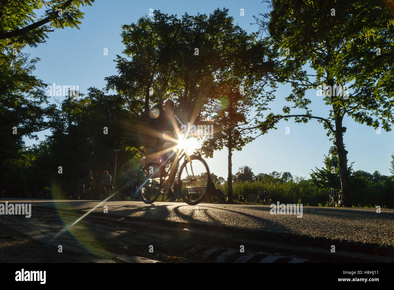 Ein Radfahrer in den Vondelpark, gegen die Abendsonne silhouetted, Amsterdam Stockfoto