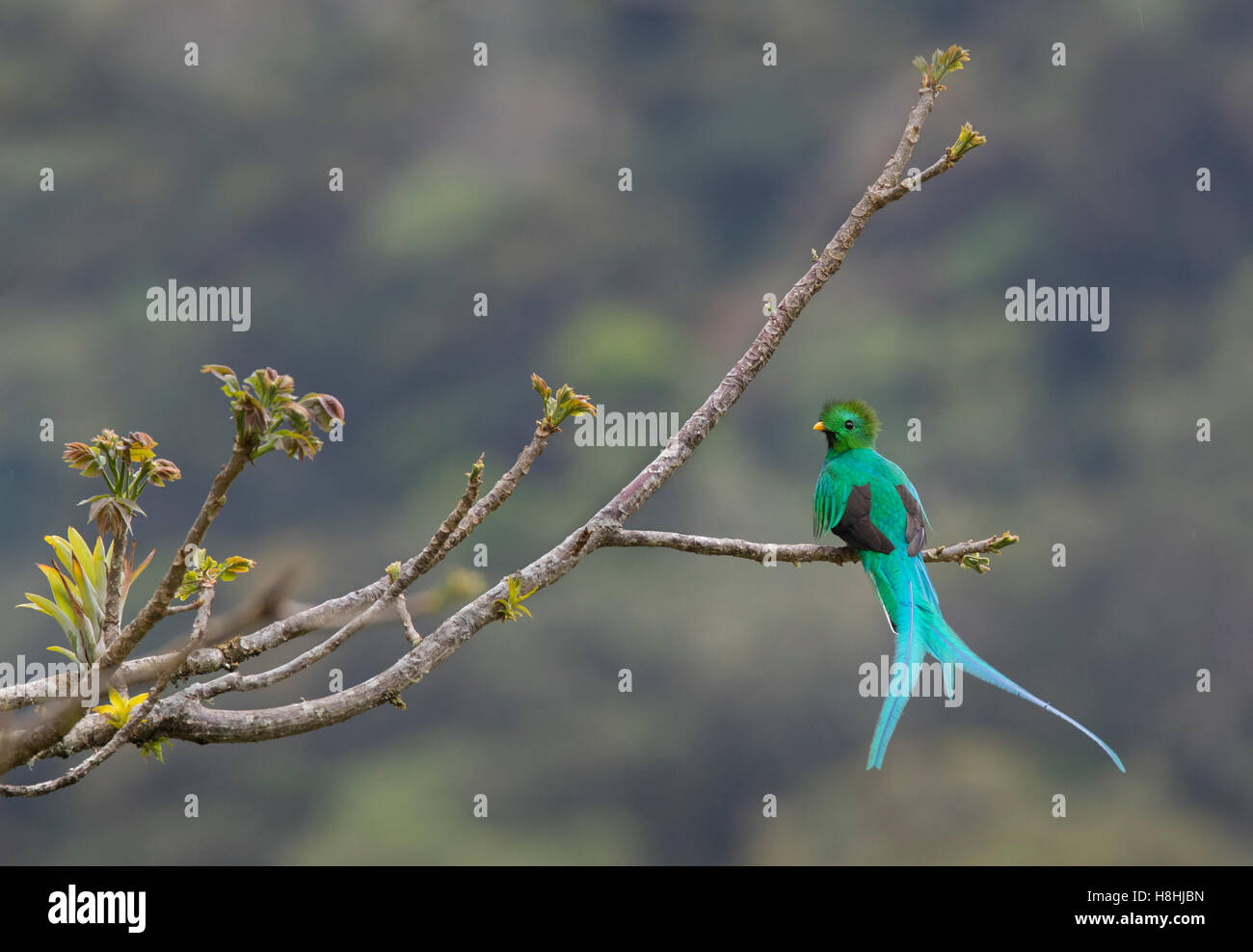 RESPLENDENT QUETZAL (Pharomachrus Mocinno) Mount Totumas Cloud Forest Reserve, Panama. Stockfoto