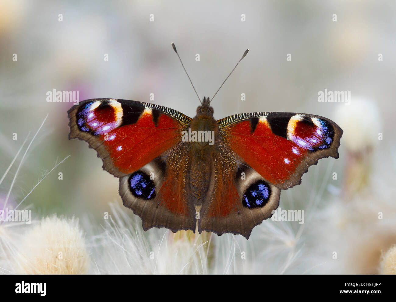 TAGPFAUENAUGE (Aglais Io) auf Creeping Thistle (Cirsium Arvense) West Sussex, UK. August Stockfoto