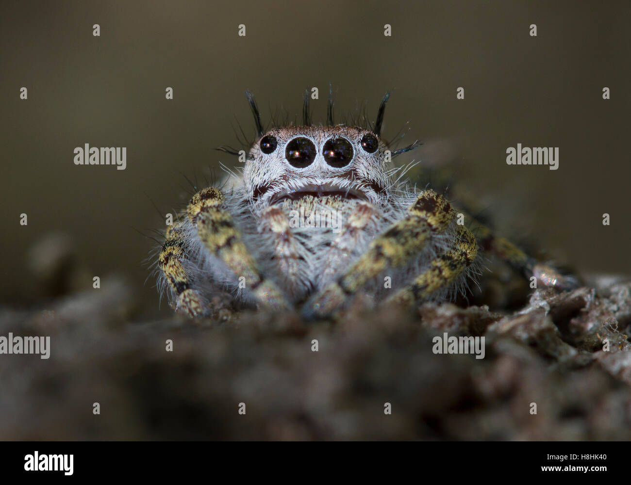 SPRINGSPINNE (Phidippus sp.) Otter Springs, Florida, Vereinigte Staaten Stockfoto