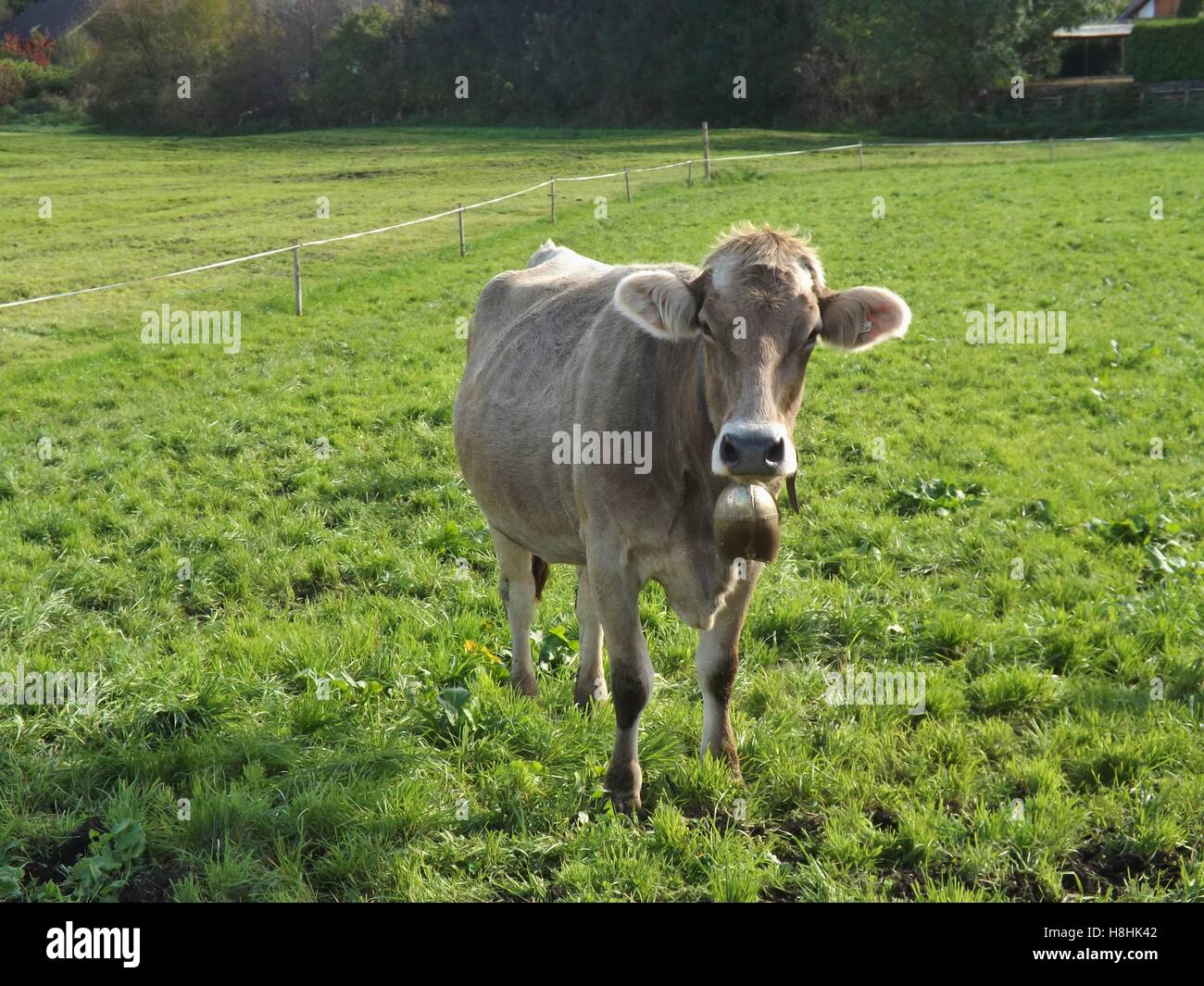 Porträt eines sandfarbenen Kalbes mit Kuhglocke auf einer Weide, Blick direkt in die Kamera, Österreich, Europa. Stockfoto