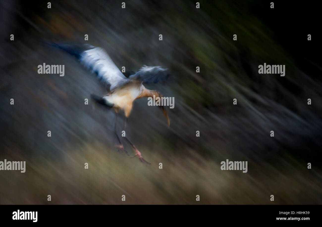 Holz-Storch (Mycteria Americana) Landung, Wildtruthahn Strang zu bewahren, Fort Myers, Südwest-Florida, USA. Stockfoto