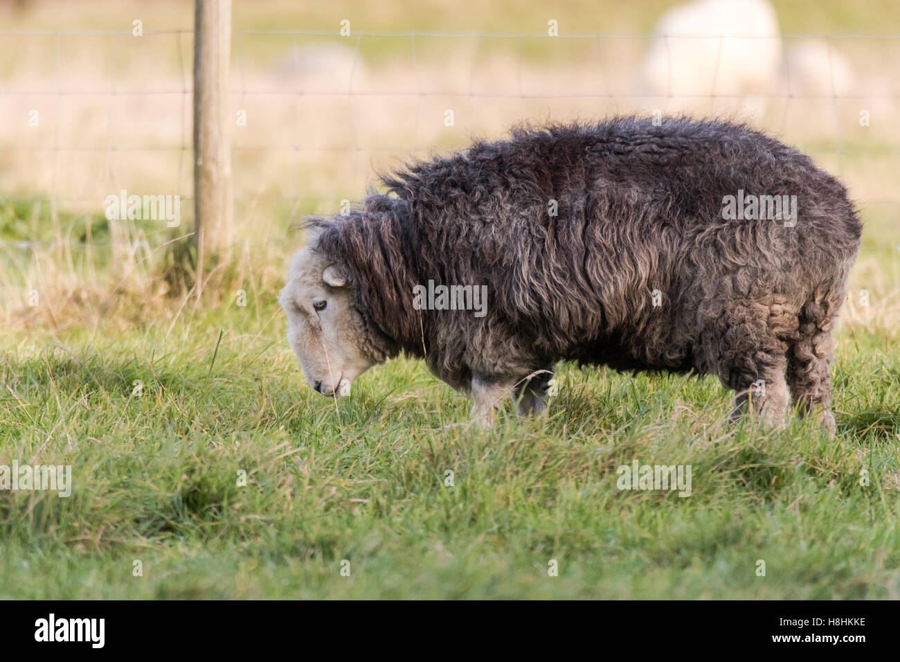 Herdwick Schaf Weiden im Feld. Inländische Schafe züchten native zum Lake District in Cumbria, geschätzt für harte Merkmale Stockfoto