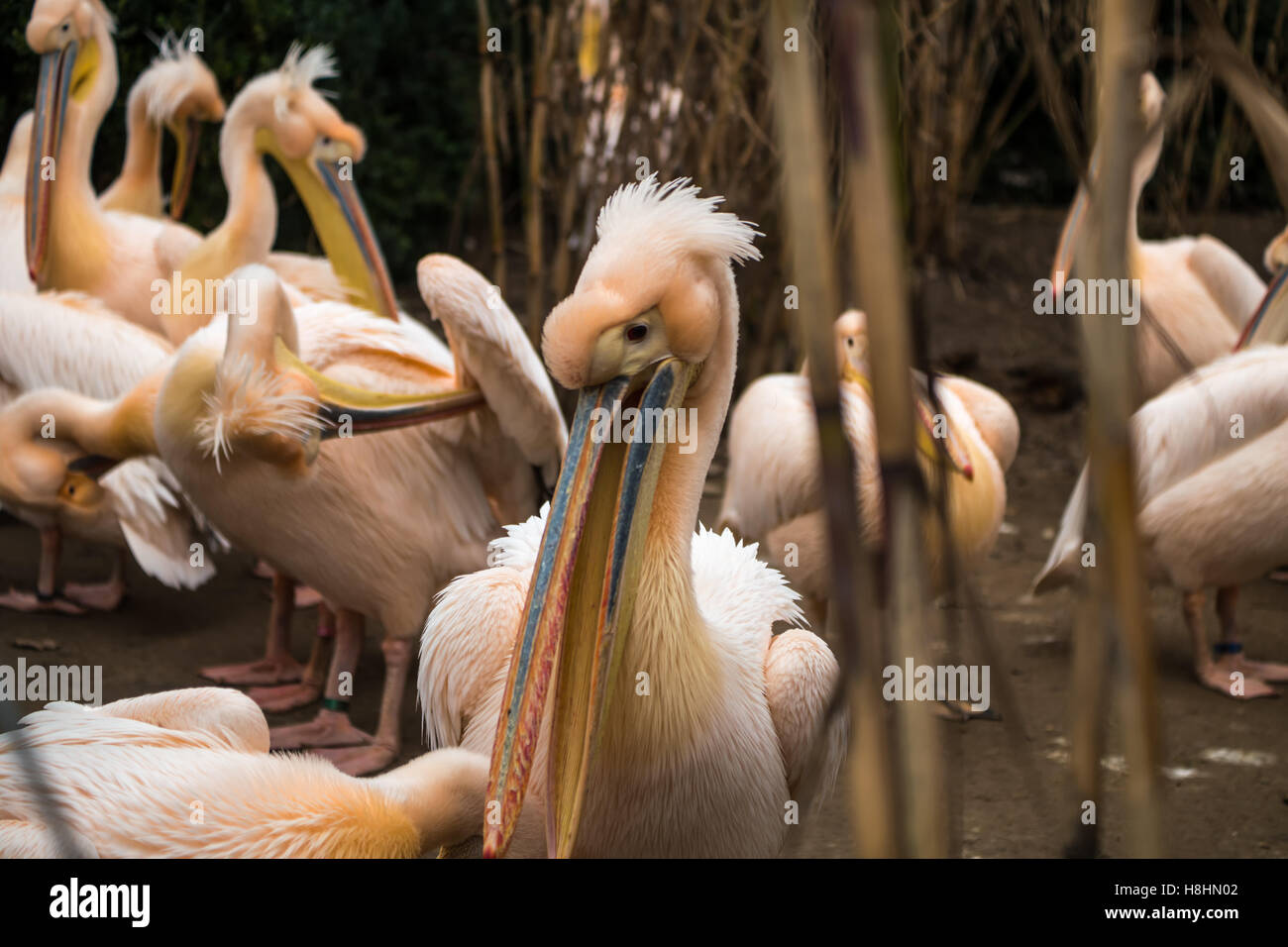 Eine Reihe von Pelikane stehen neben einander mit ihren großen Schnäbeln. Stockfoto