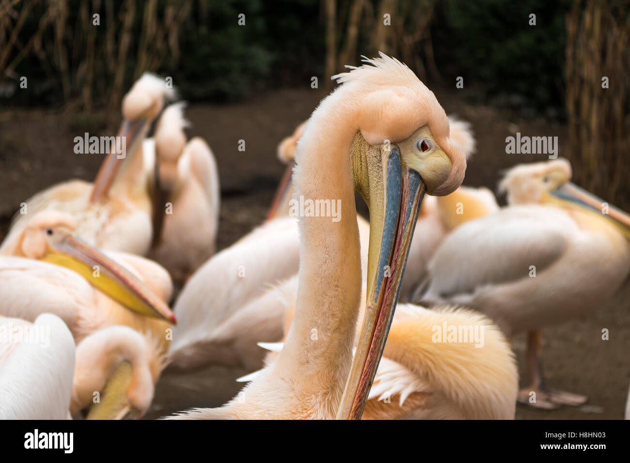 Eine Reihe von Pelikane stehen neben einander mit ihren großen Schnäbeln. Stockfoto