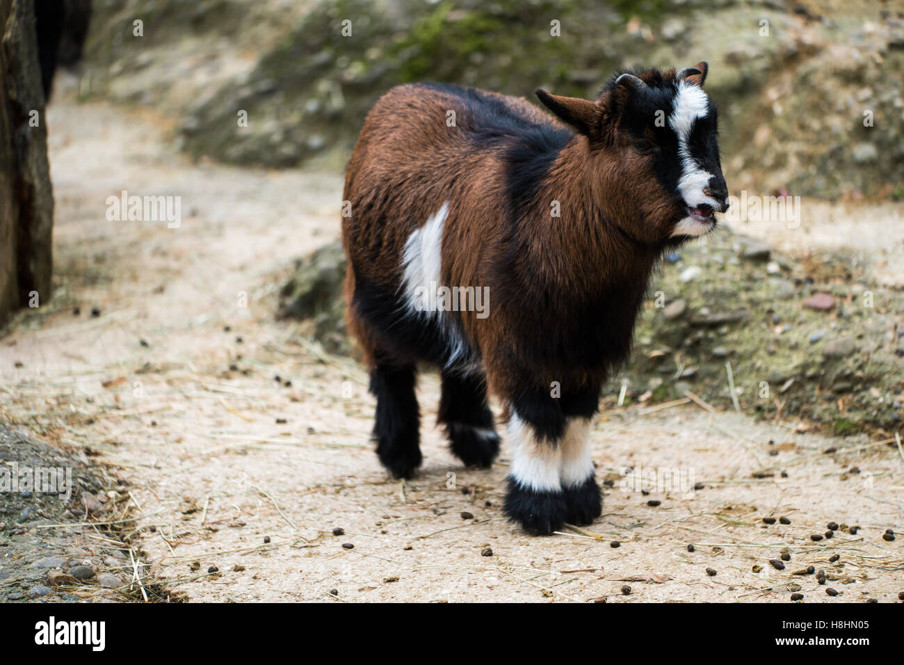 Ein Junge, klein und niedlich Ziege steht mit seinen Mund öffnen. Stockfoto