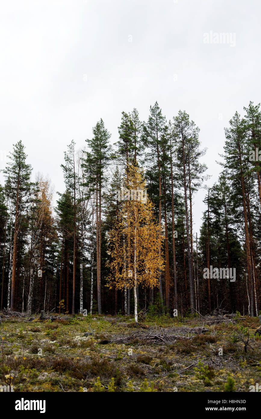 Einsamer Herbstbaum mit goldenen Blättern steht zwischen hohen dunklen Kiefern in einem ruhigen Wald unter bewölktem Himmel. Stockfoto