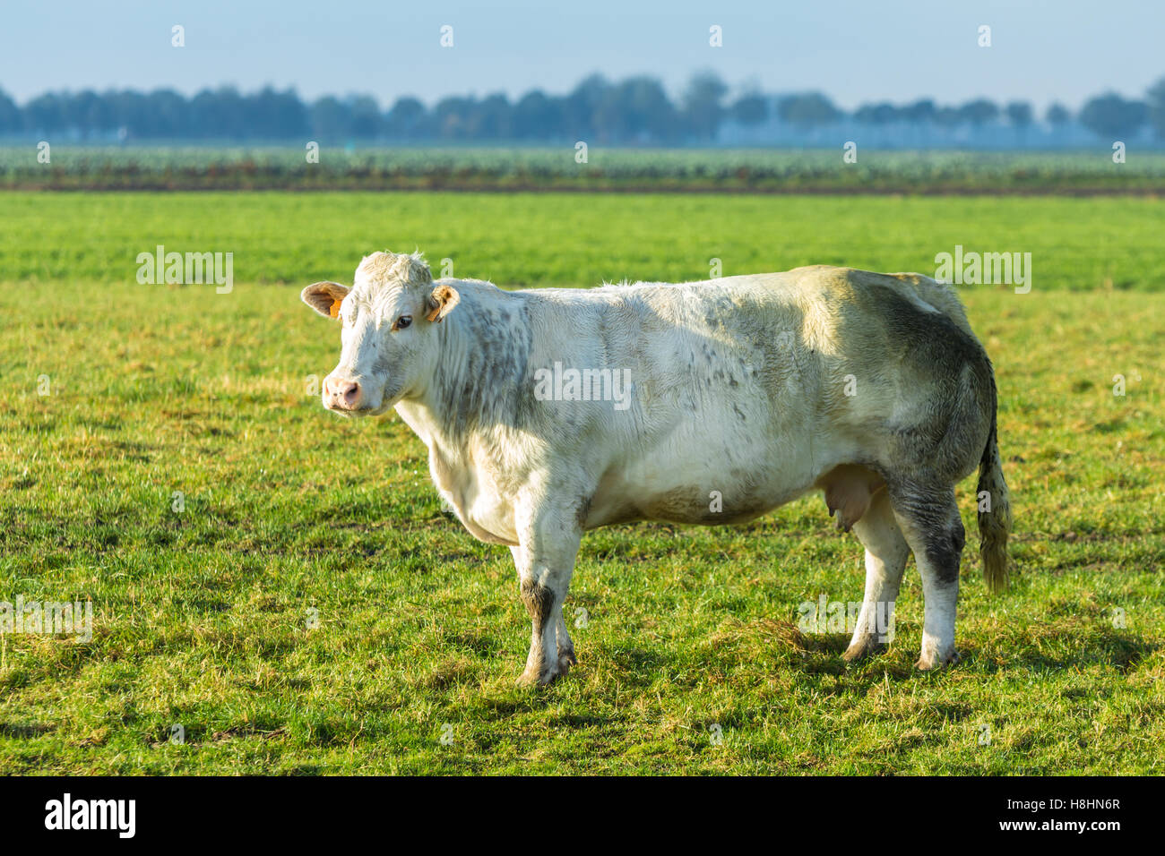 Nord-Holland, Niederlande - 5. November 2016: Niederländisch Rind Kuh auf einer Wiese Stockfoto