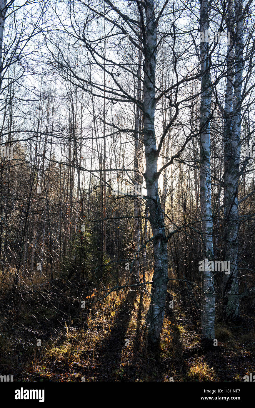 Sonnenlicht, das durch hohe Kiefern in einem ruhigen Wald strahlt, schafft eine ruhige und stimmungsvolle Waldszene mit natürlichem Licht und Textur Stockfoto
