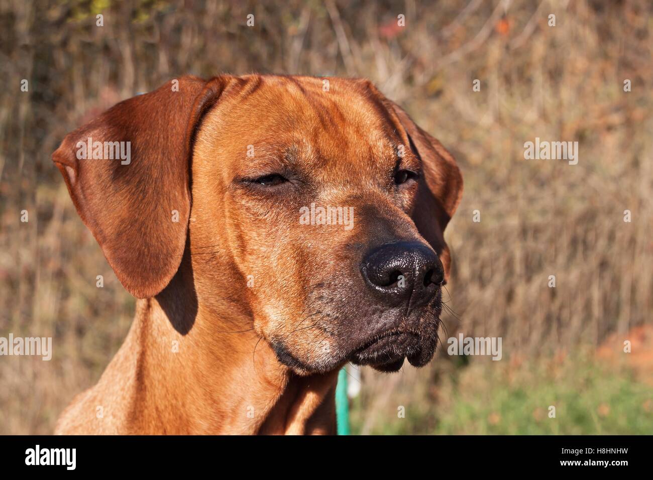 Traurige Augen. Rhodesian Ridgeback-Porträt. Schöne Rhodesian Ridgeback Hund Portrait. Blick in die Augen des Hundes. Stockfoto