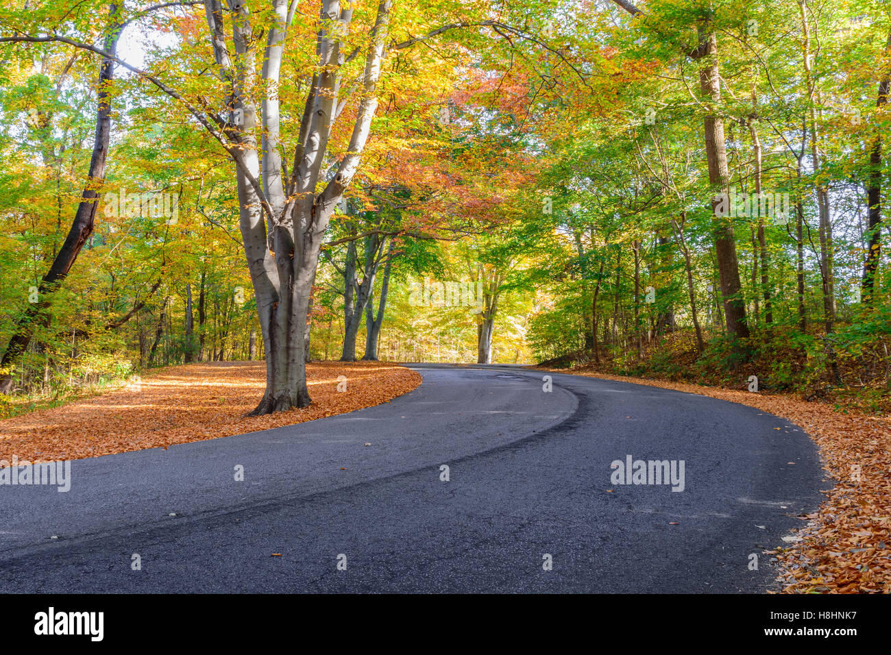 Straße biegen durch Bäume mit fallen Farben und Blatt beklebt Boden. Cherokee Park Louisville, KY Stockfoto