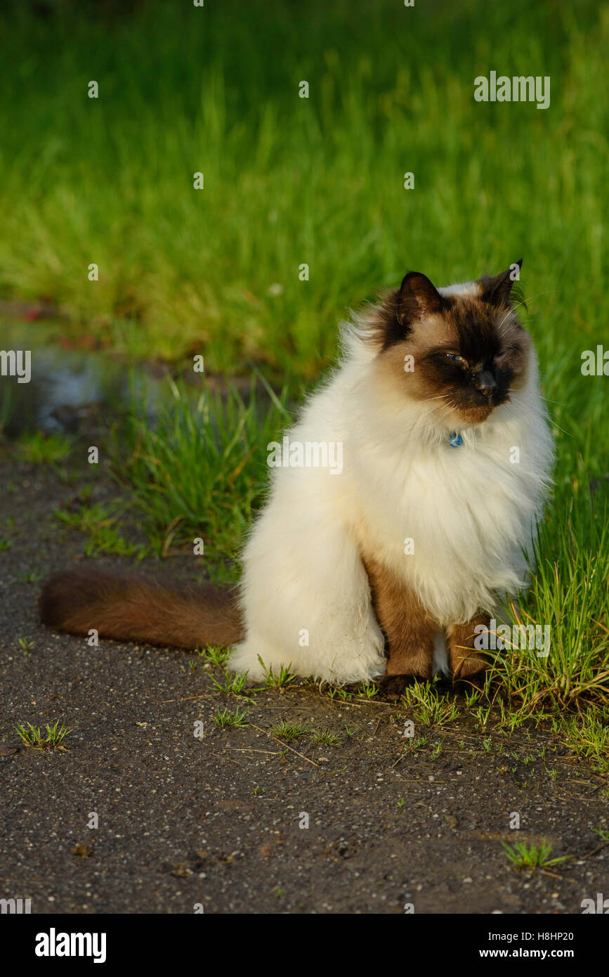 Ragdoll Katze sitzend warten? Stockfoto