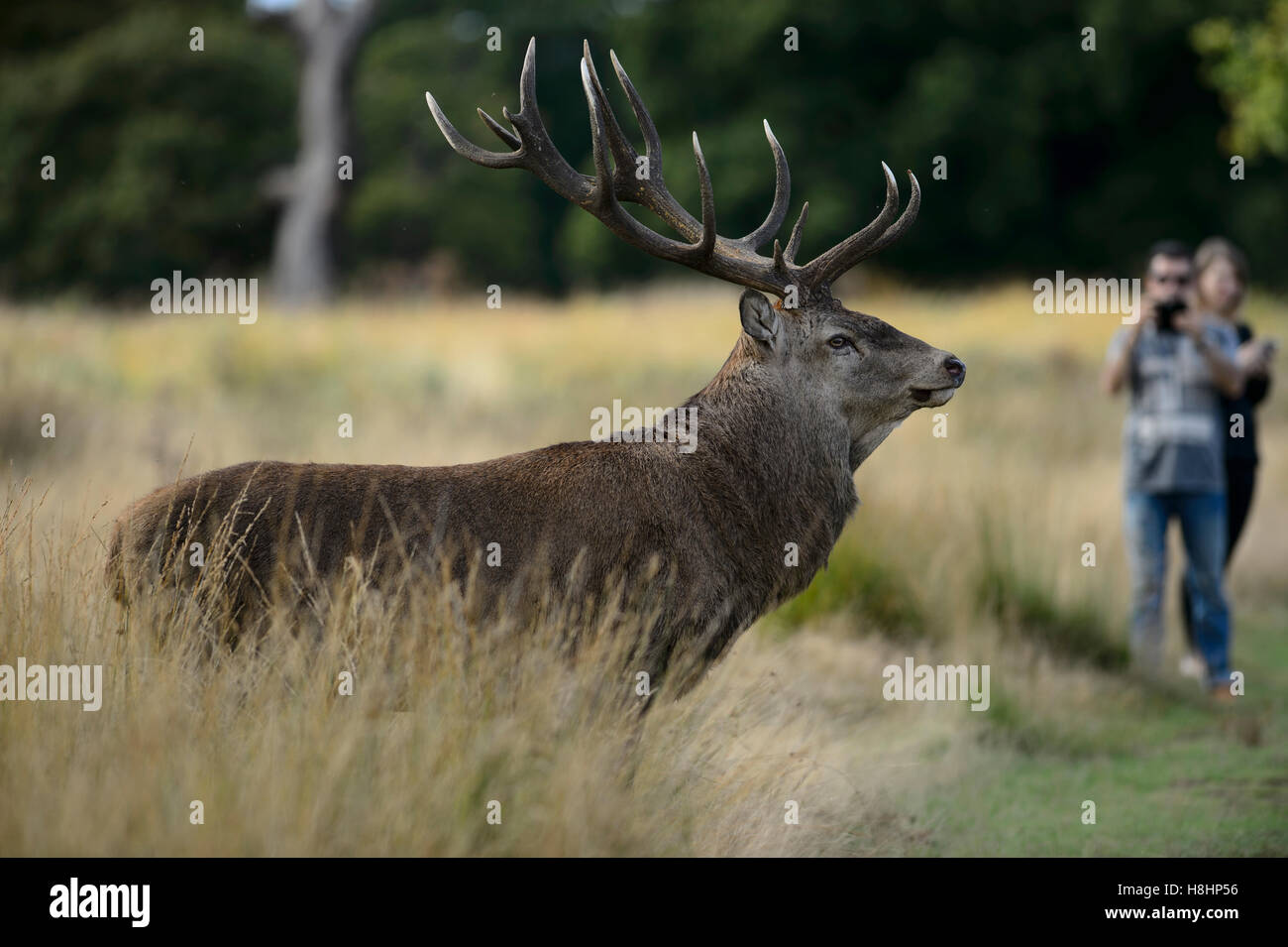 Rotwild-Hirsch im Richmond Park, mit Touristen fotografieren mit dem Handy Stockfoto