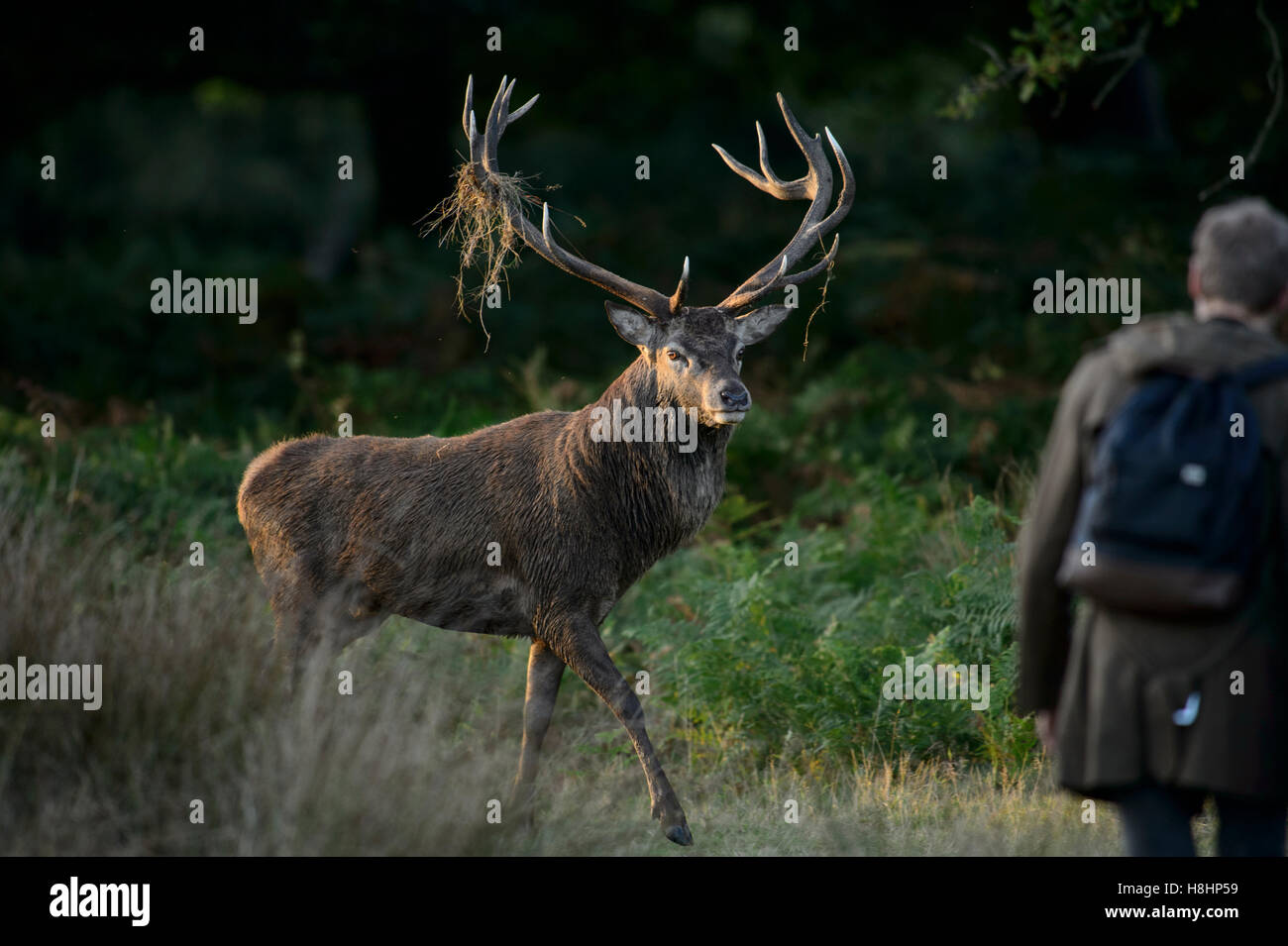 Rotwild-Hirsch im Richmond Park, London, mit beleidigendes Verhalten gegenüber ein Tourist zu nahe gehen Stockfoto