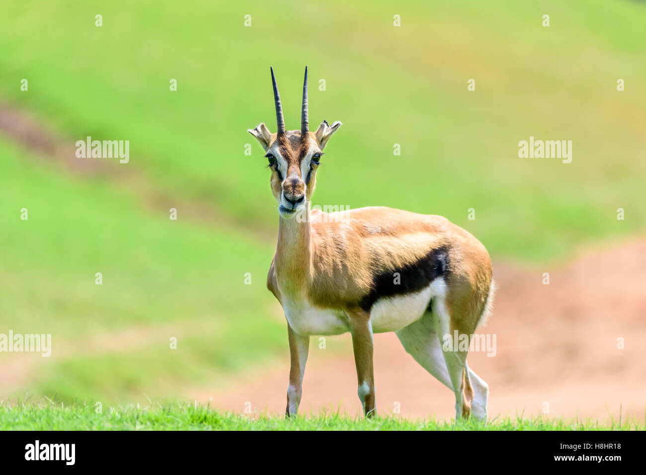 Afrikanische Thomson es Gazelle (Eudorcas Thomsonii) Stockfoto