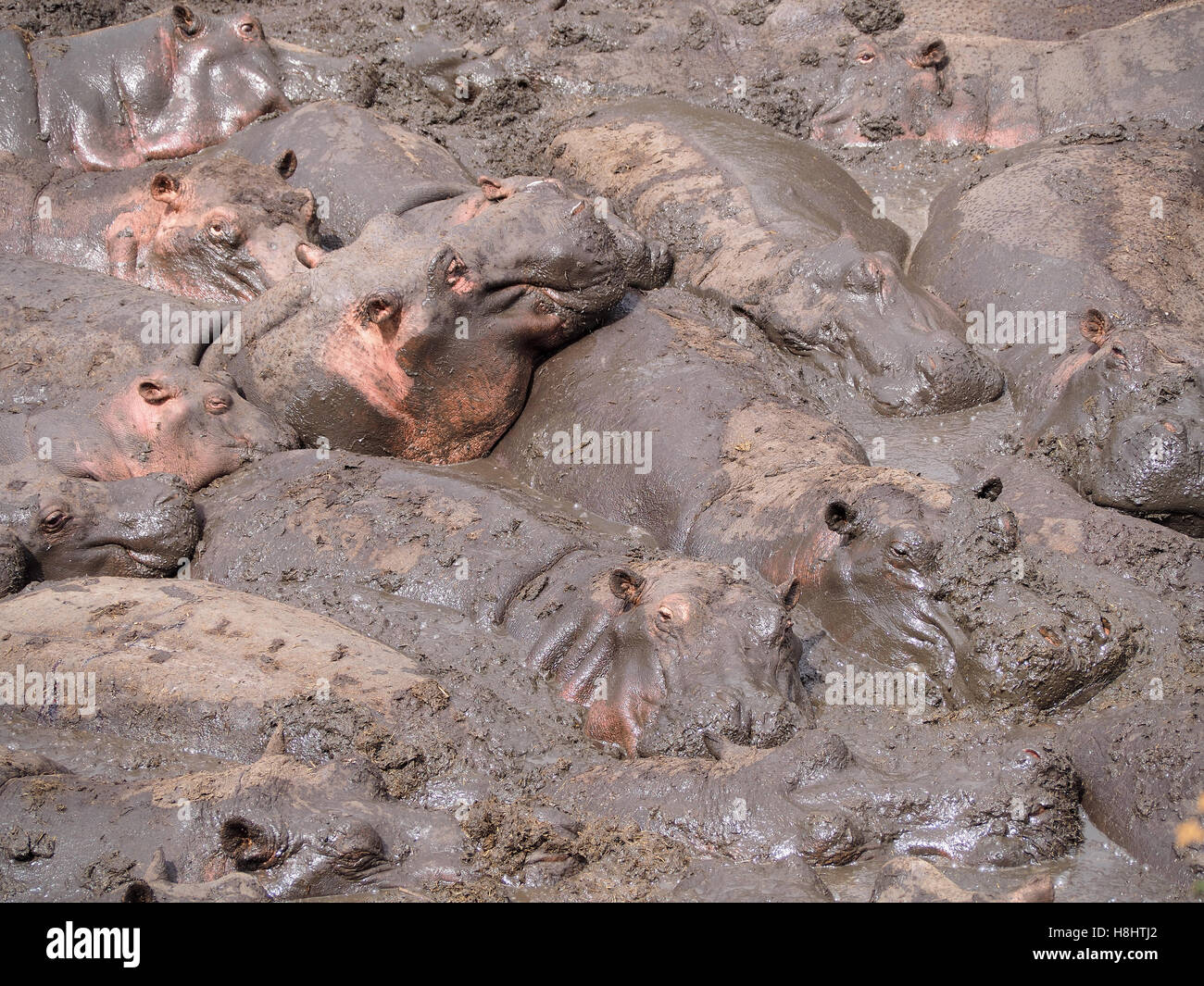 Aus nächster Nähe mit Blick auf eine Gruppe von Nilpferden, die sich in einem Nilpferdbecken sonnen Stockfoto