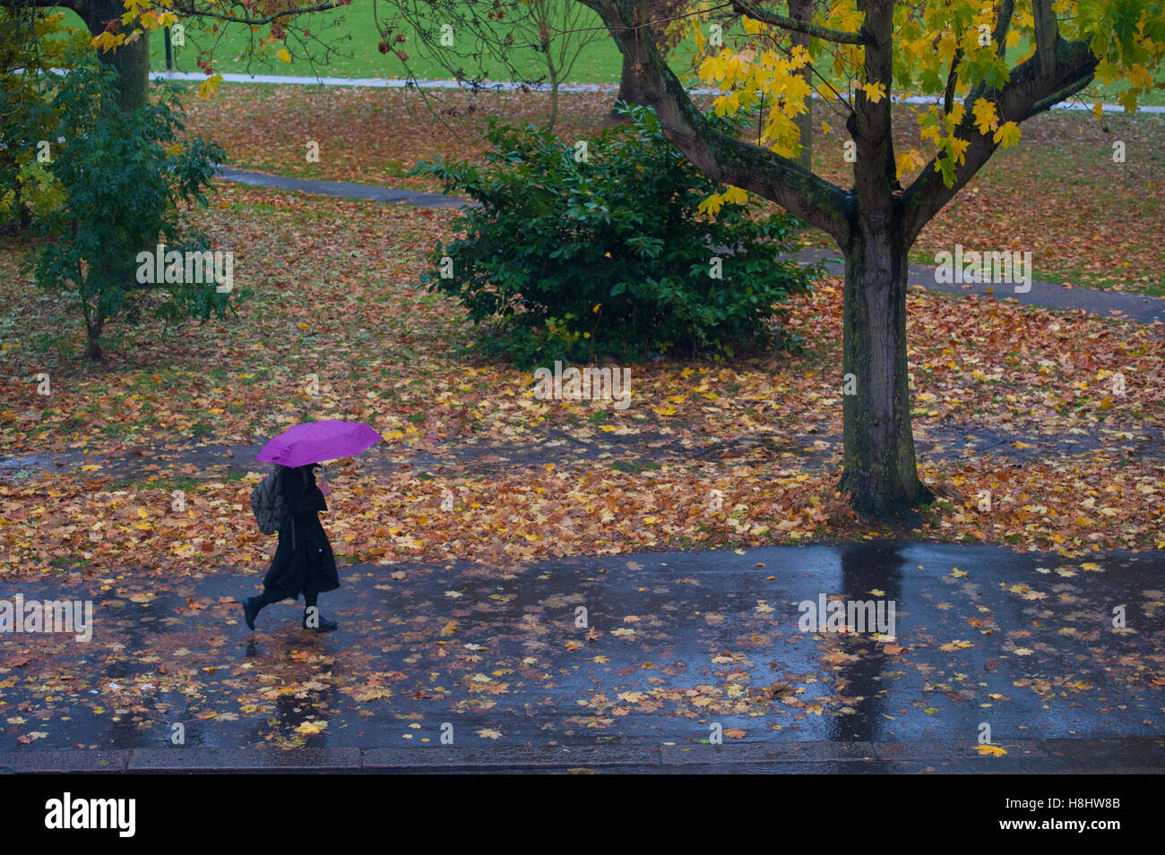 London: Wandern in den Regen mit einem Regenschirm an einem herbstlichen Tag Stockfoto