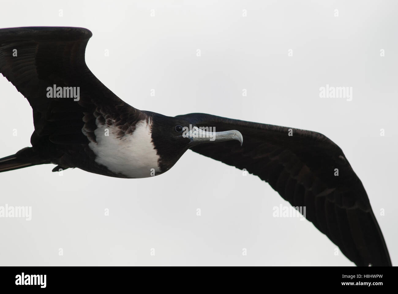 Weibliche herrliche Fregatte Vogel im Flug. Stockfoto