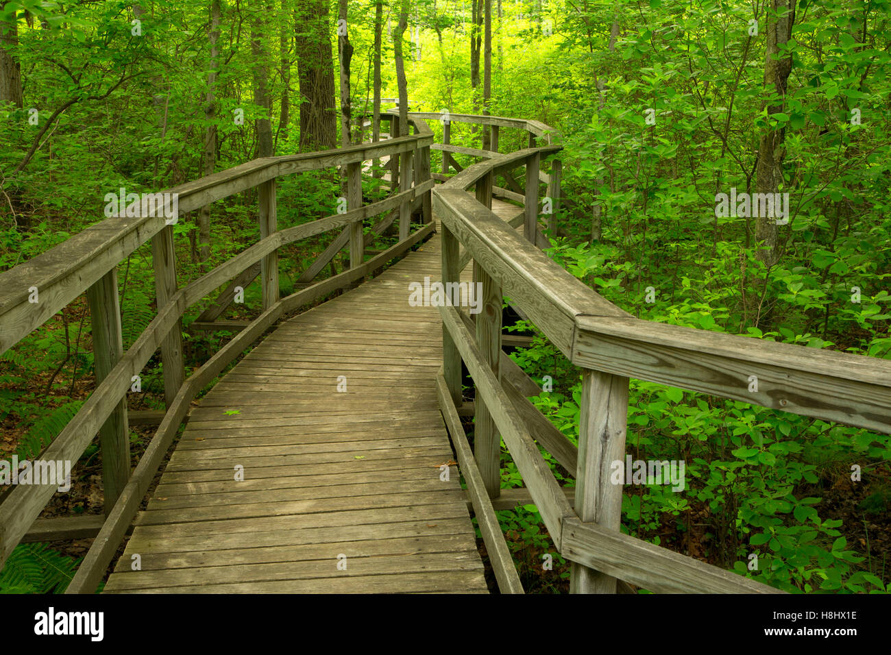Boardwalk Trail, Great Swamp National Wildlife Refuge, New Jersey Stockfoto