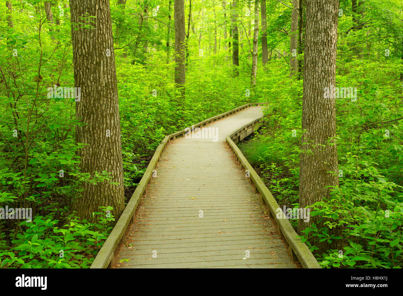 Boardwalk Trail, Great Swamp National Wildlife Refuge, New Jersey Stockfoto