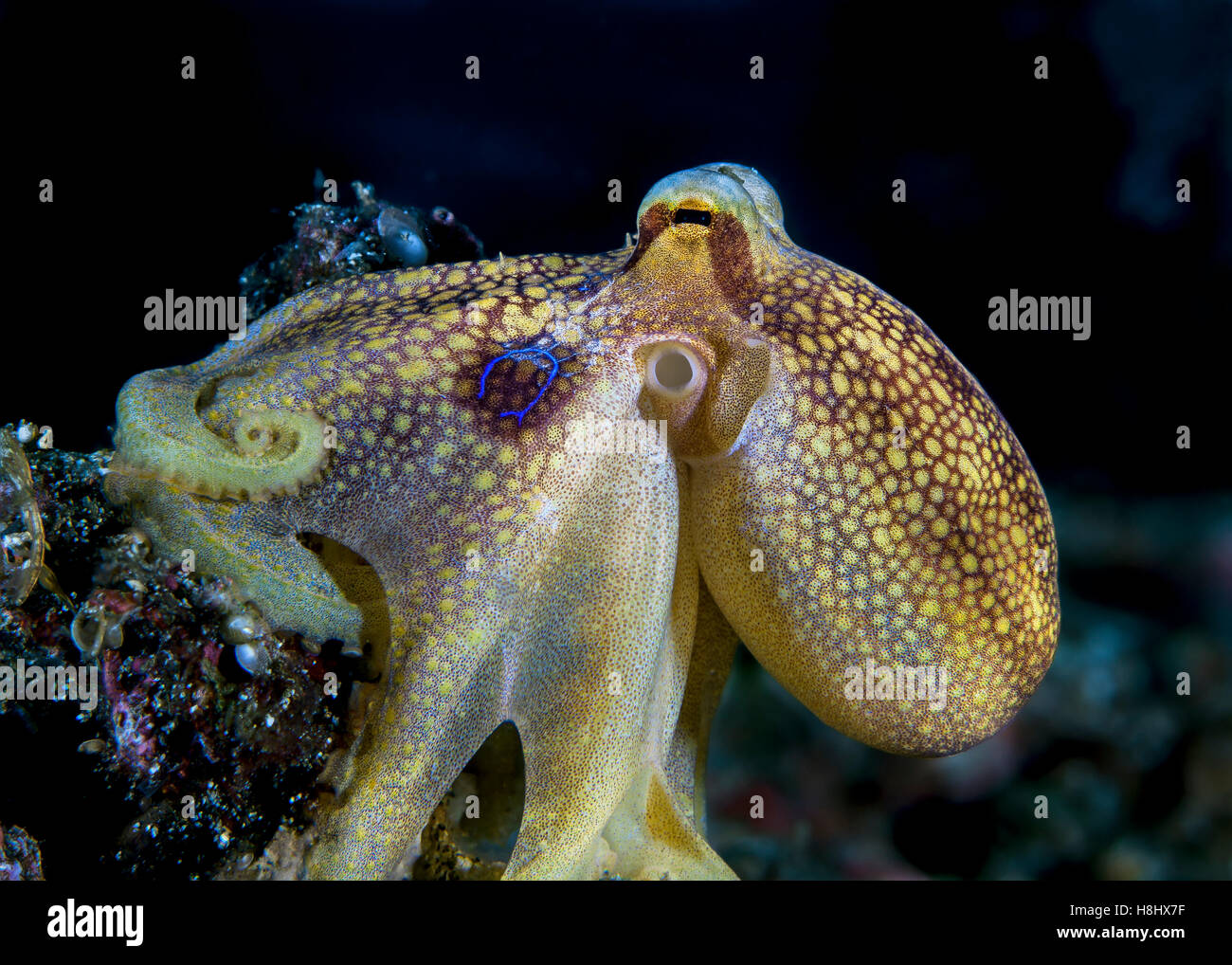 Nahaufnahme Bild von giftigen Ocellate Octopus zeigt seine biolumineszenten blauen ring Stockfoto