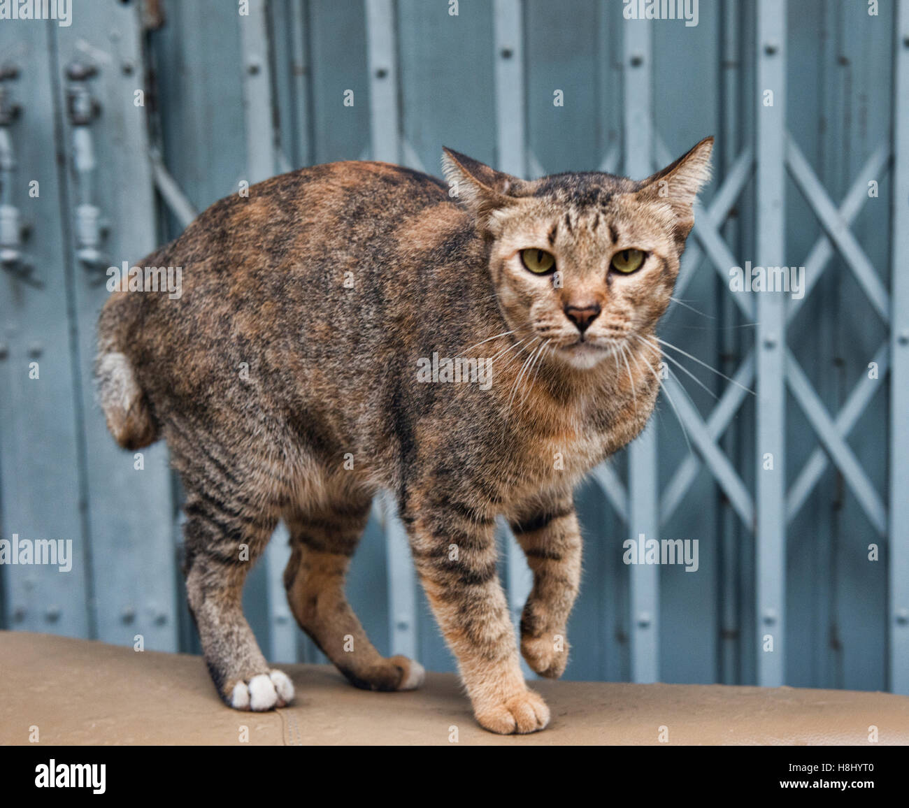 Katze-Porträt, Bangkok, Thailand Stockfoto