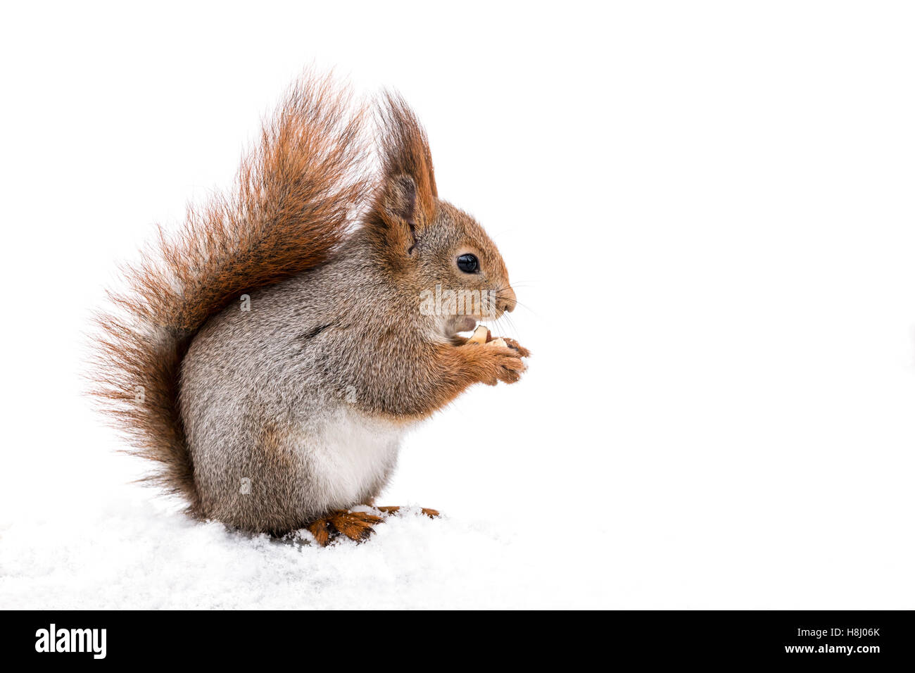 roten flauschigen Eichhörnchen auf Schnee im Winter Park sitzen und Essen Nuss Stockfoto
