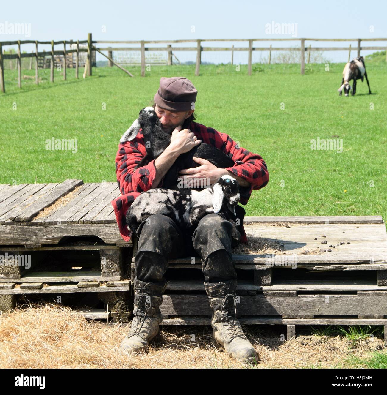 Das Baby-Sitter. zwei Ziegenlämmer mit Streicheleinheiten Stockfoto