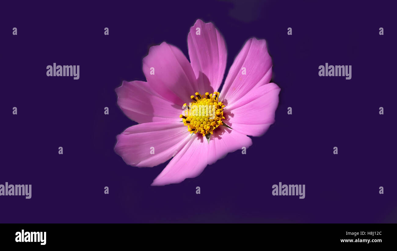 Nahaufnahme der schöne frische rosa Blume Hintergrund Stockfoto