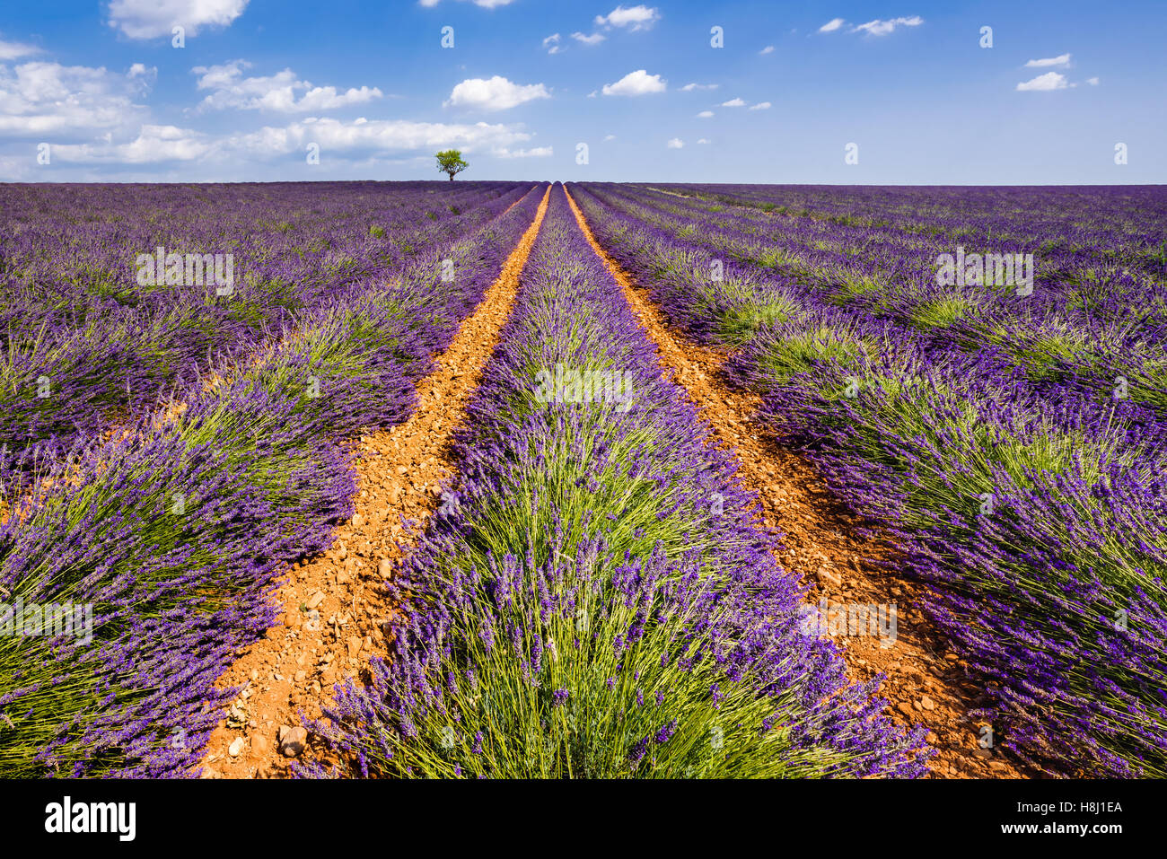 Lavendelfelder in Valensole mit einem Olivenbaum. Sommer in Alpes de Hautes Provence, südlichen französischen Alpen, Frankreich Stockfoto