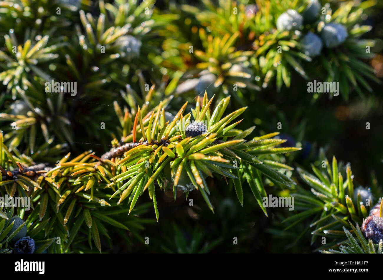 FORET DE STE BAUME, GENEVRIER COMMUN, VAR 83 FRANKREICH Stockfoto