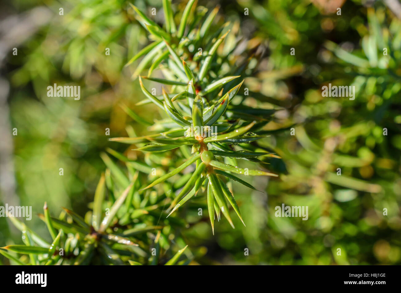 FORET DE STE BAUME, GENEVRIER COMMUN, VAR 83 FRANKREICH Stockfoto