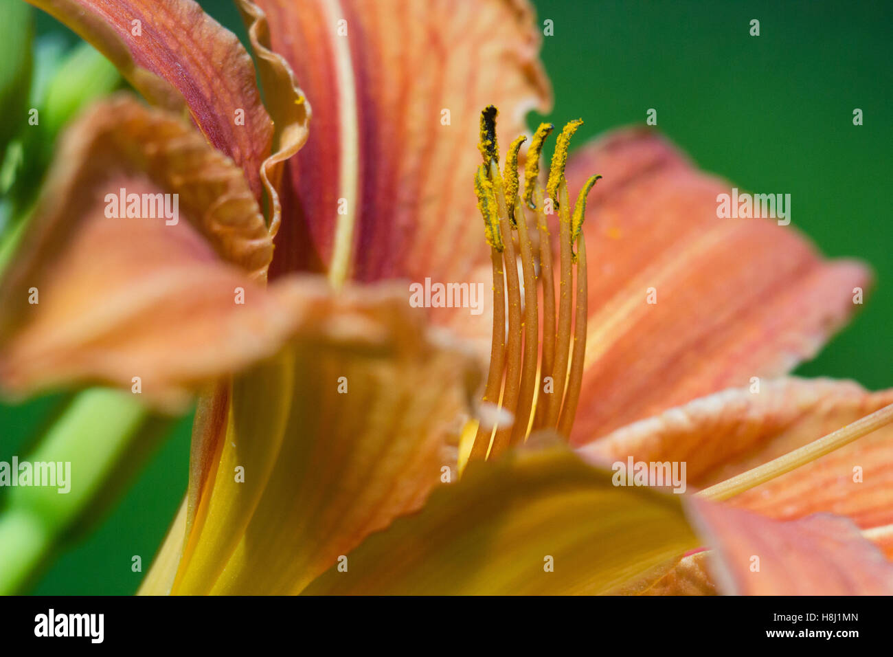 Lilie Blume Makro Nahaufnahme Stockfoto