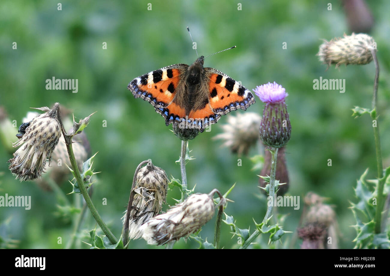 Schmetterling kleiner Fuchs (Nymphalis urticae) Sonnenbaden auf einer Distel, Großbritannien Stockfoto