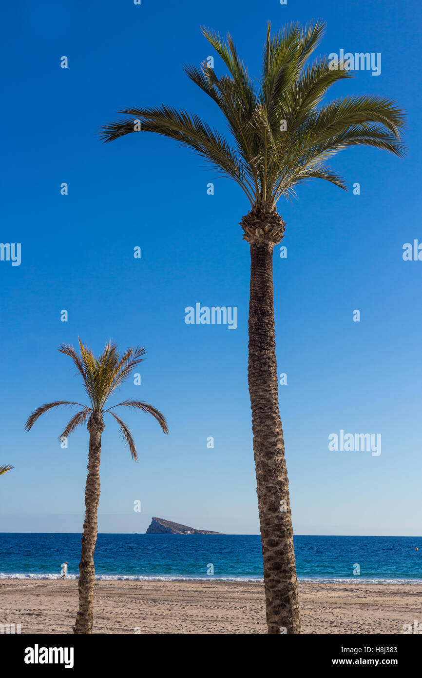 Zwei Palmen, Strand, Pfaueninsel und eine lebendige blauen Himmel Stockfoto