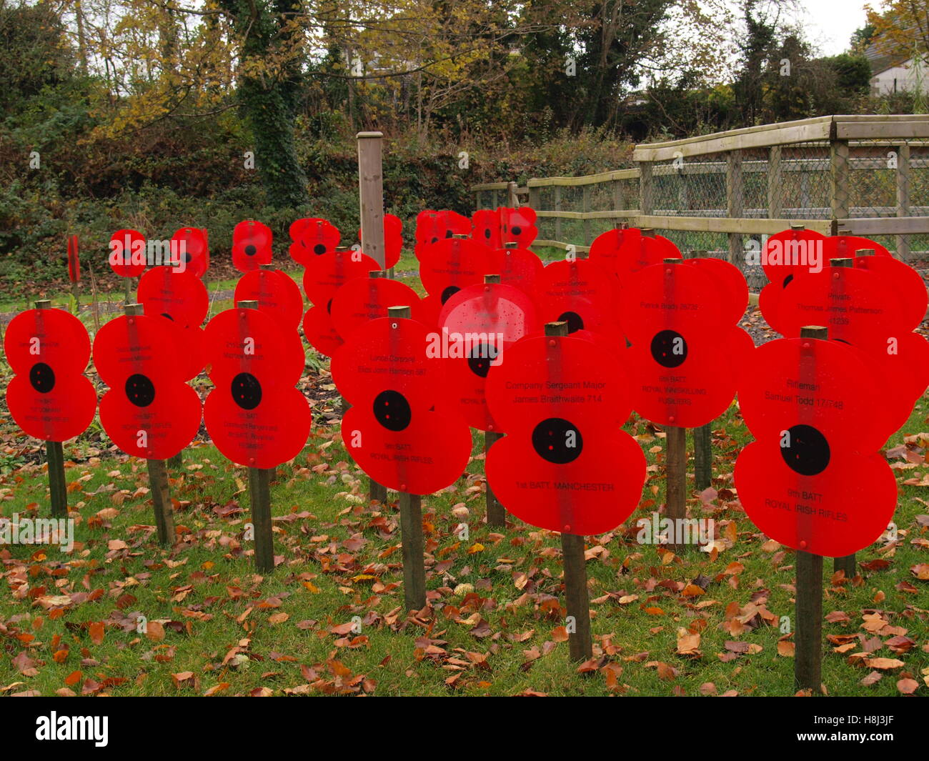 Weltkrieg Somme Erinnerung Mohn Tag Stockfoto