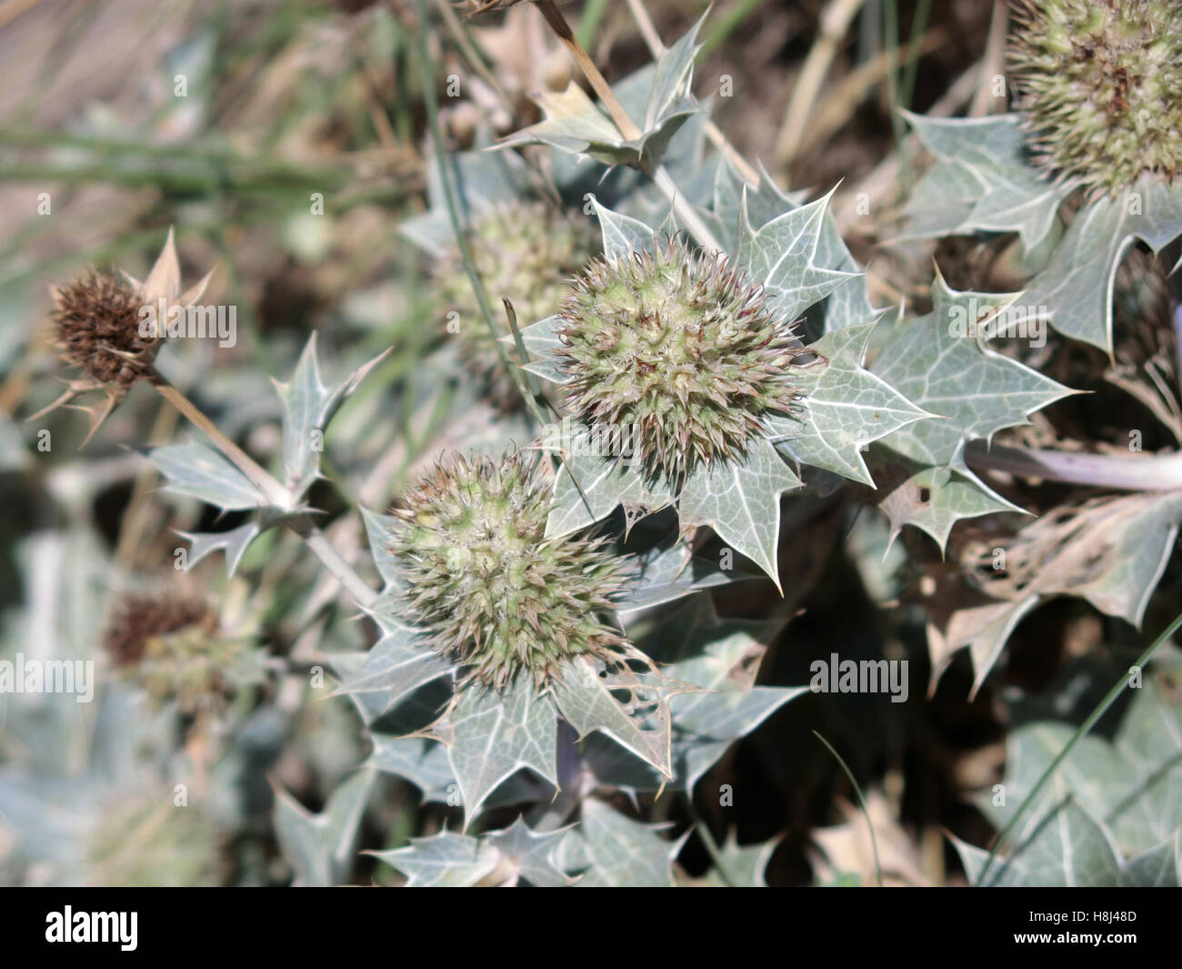 Meer-Holly verbrachte Flowerheads gegangen, um Samen (Eryngium Maritimum) UK Stockfoto