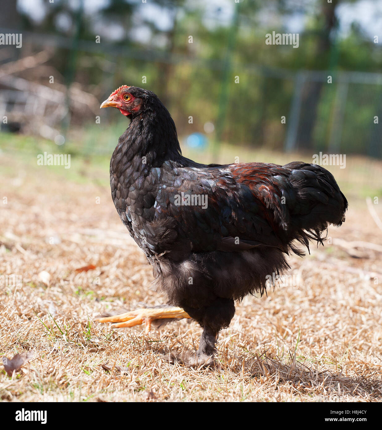 Schwarze Huhn Henne, die scheint zu sein, zu Fuß mit einem tänzeln Stockfoto