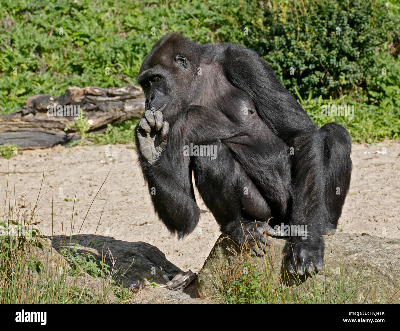 Flachlandgorilla (Gorilla Gorilla Gorilla) Stockfoto