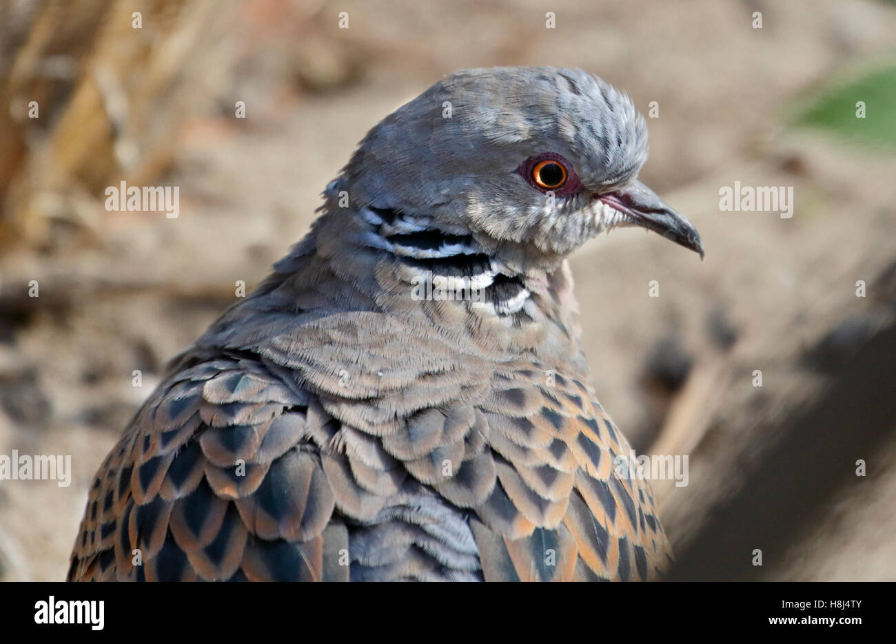 Europäische Turteltaube (Streptopelia Turtur) Stockfoto