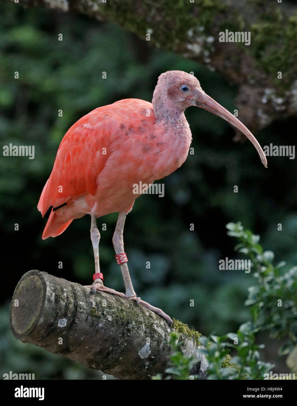 Scarlet Ibis (Eudocimus Ruber) Stockfoto